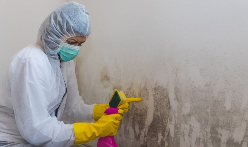 Mold Remediation