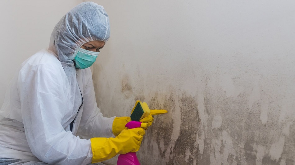 Mold Remediation