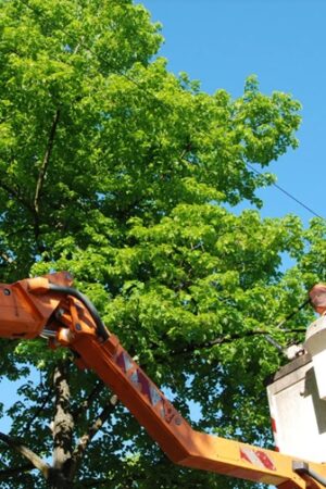 Tree Trimming Reduces