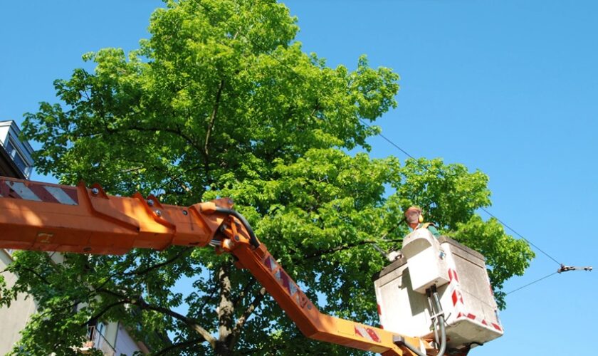 Tree Trimming Reduces